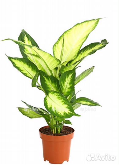 Диффенбахия камилла