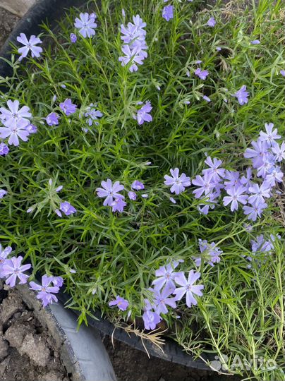 Флокс шиловидный и колокольчик белый