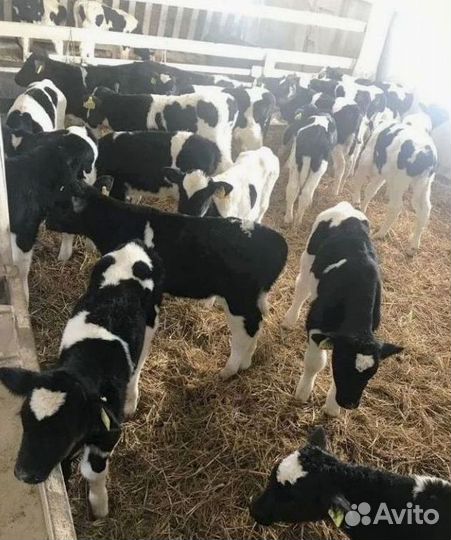 Бычки телята на откорм