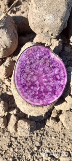 Фиолетовый картофель 