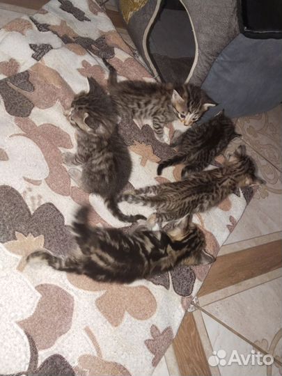 Бенгальские котята