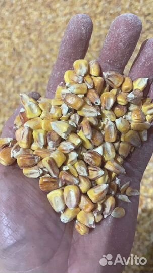 Кукуруза кормовая