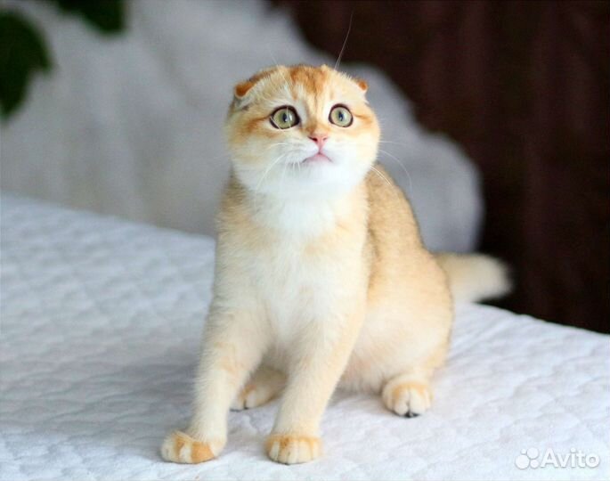 Шотландская вислоухая кошка золотая ny12