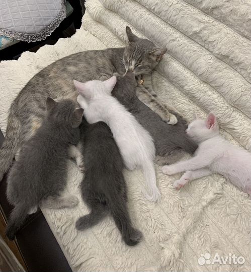 Котята в добрые руки приучены к лотку