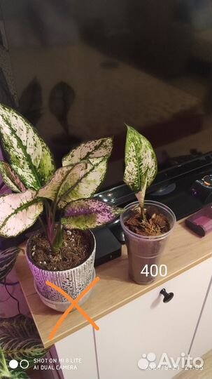 Комнатные домашние растения