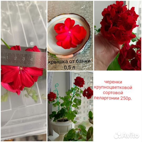 Сортовая крупноцветковая Пеларгония