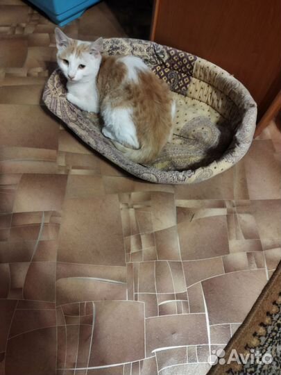 Котики бесплатно в добрые руки