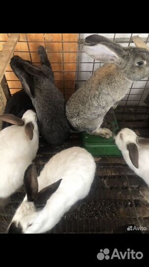 Кролики мясных пород