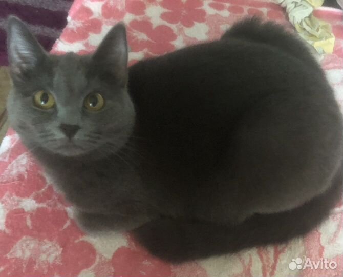 Русская голубая кошка нужен мужик