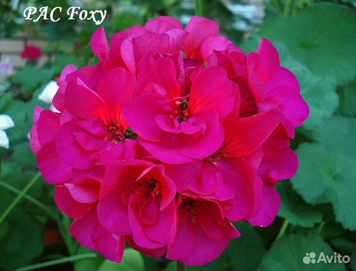 Комнатные цветы. Герань пеларгония