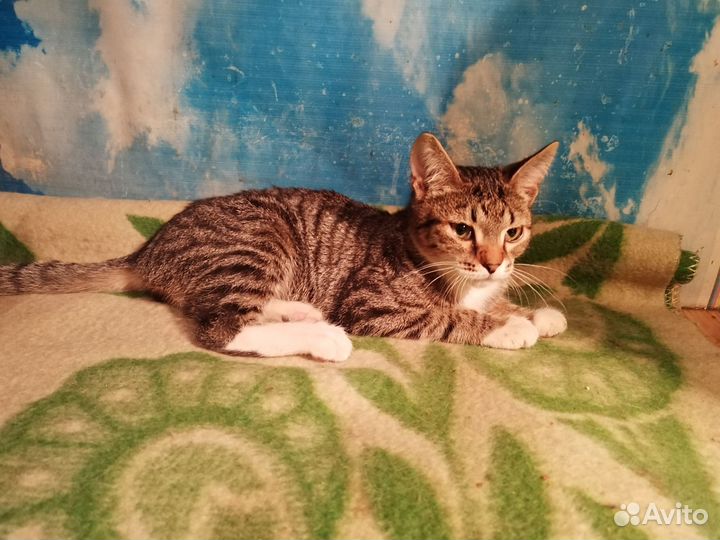 Котенок в добрые руки