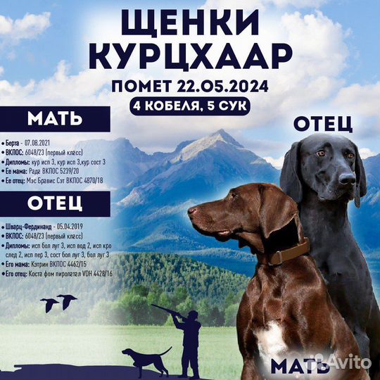 Щенки курцхаара