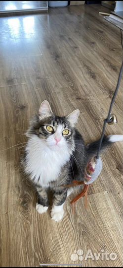 Кот ищет дом