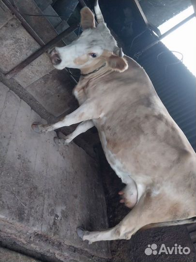 Продам корову