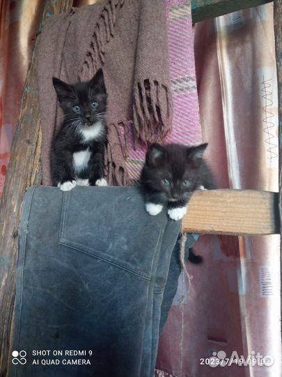 Котята в добрые руки. Девочка и 2 мальчика