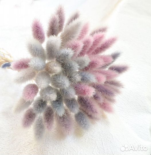 Лагурус лилово-голубой сухоцвет