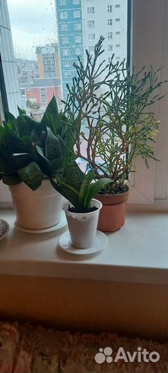 Комнатные цветы сансевиерия муншан