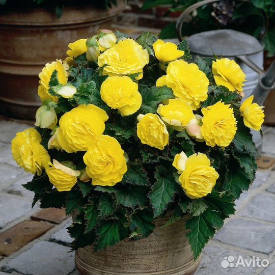 Бегония ампельная махровая (не черенки)