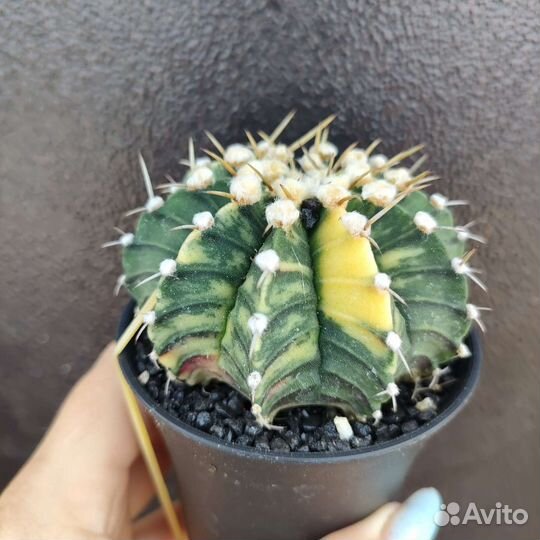 Гимнокалициум вариегатный