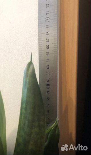 Сансевиерия -тещин язык-щучий хвост