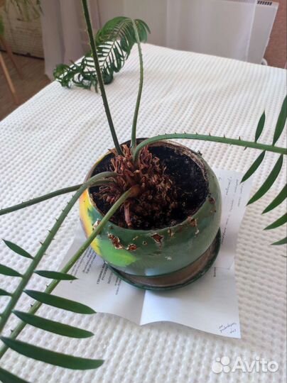 Цикас революта