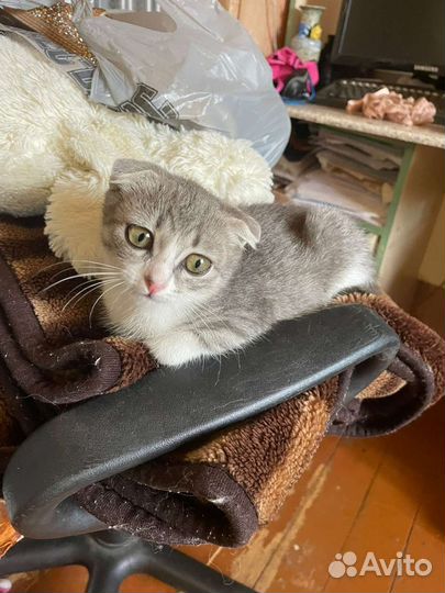 Вислоухая кошка