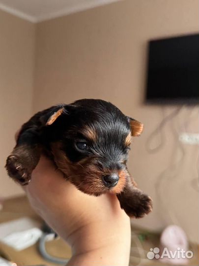 Йоркширский терьер