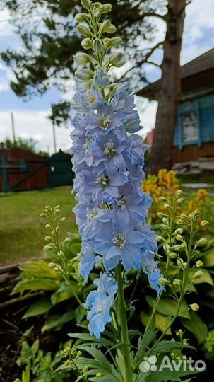 Дельфиниум (рассада) цветы садовые