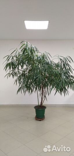 Фикусы крупные