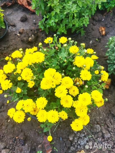 Хризантема мультифлора