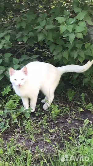 Беленькие плачут выкинули