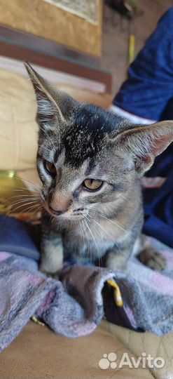 Абиссинская кошка