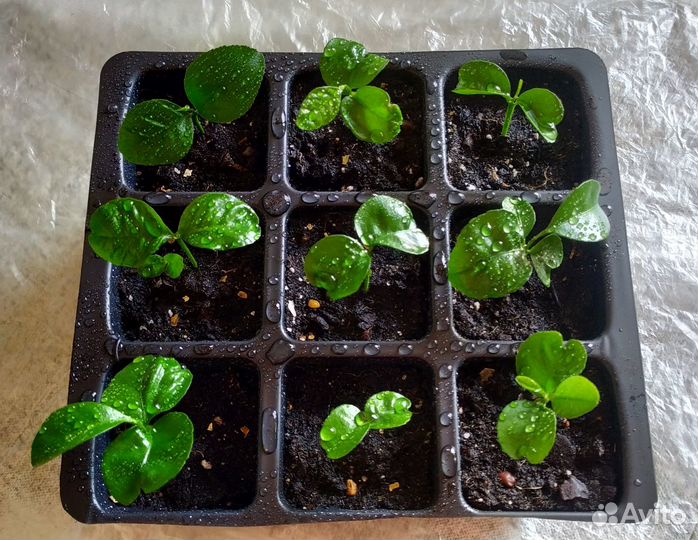 Мандарины из косточки