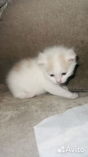 Кошки в добрые руки