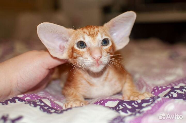 Шикарный ориентальный котик