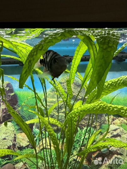 Аквариумные рыбки попугаи