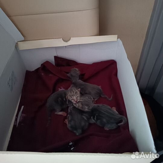 Котята в добрые руки