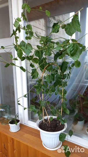 Комнатный жасмин