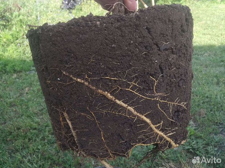 Лимонное дерево для новичков в Смоленске