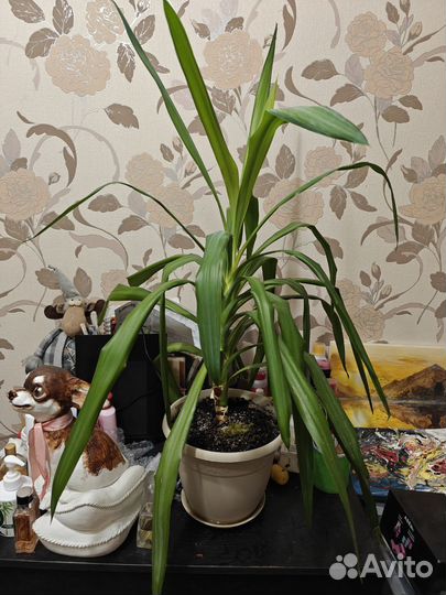Юкка Комнатная