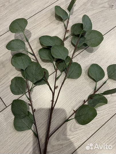 Эвкалипт искусственный