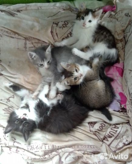 Котята в добрые руки бесплатно