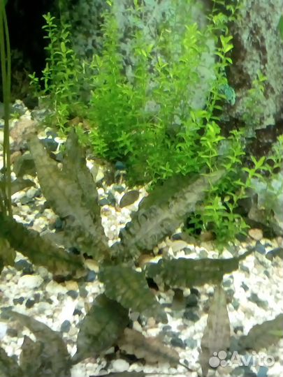 Аквариумные растения, прополка 16 видов