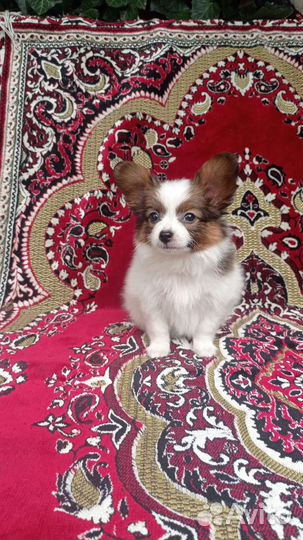 Щенки папийона