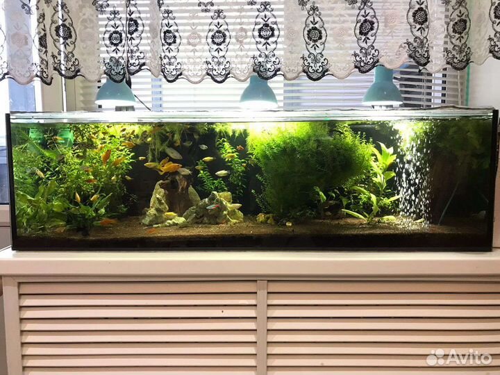 Аквариумы готовые запущенные