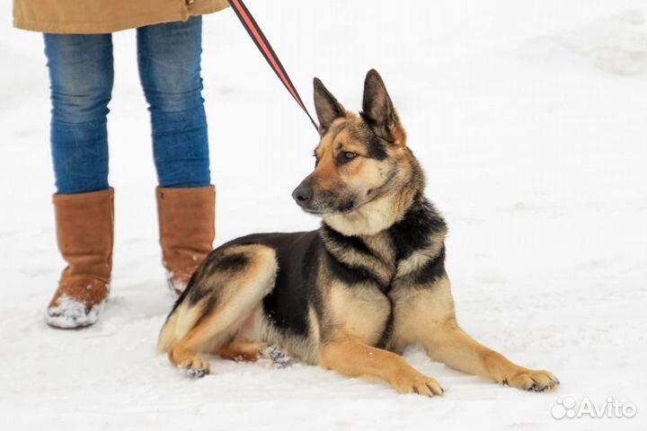 Арина в добрые руки
