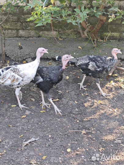 Индюки домашние