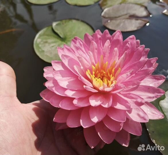 Нимфея Маникам