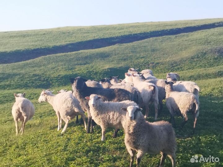 Овцы бараны