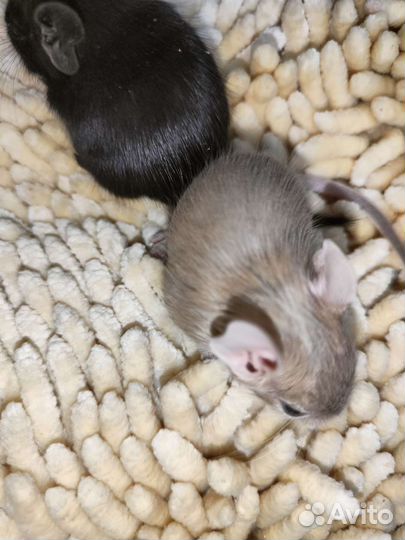 Дегу цветные